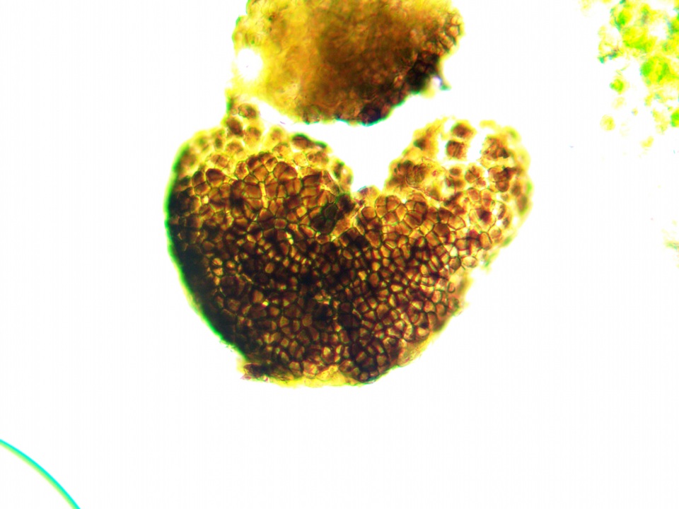 Lichenostigma saxicola image