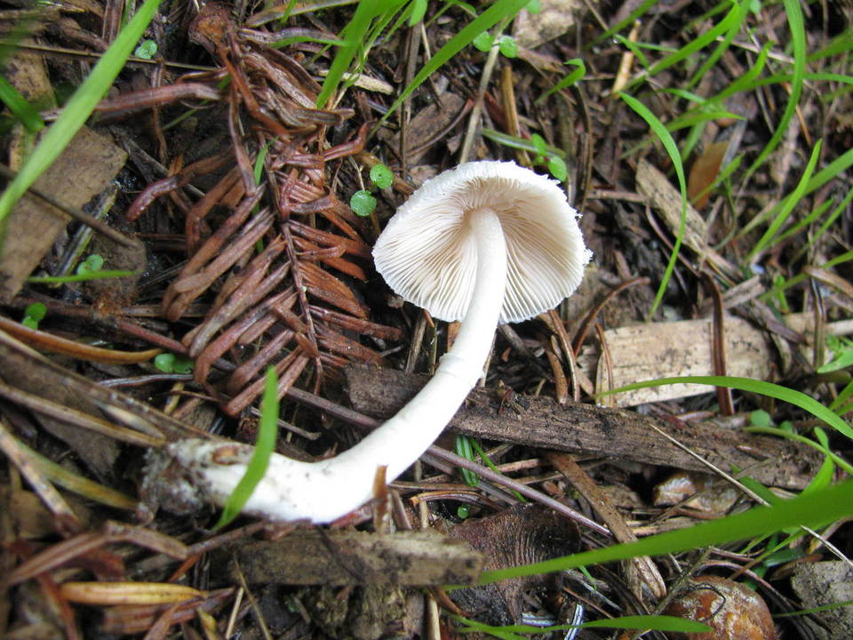 Lepiota sequoiarum image