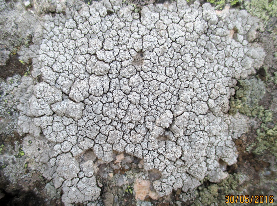 Lecanora rupicola var. rupicola image