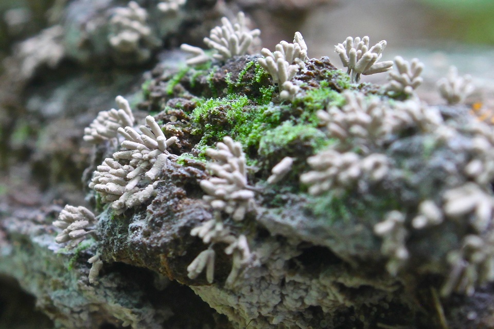 Arcyriaceae image