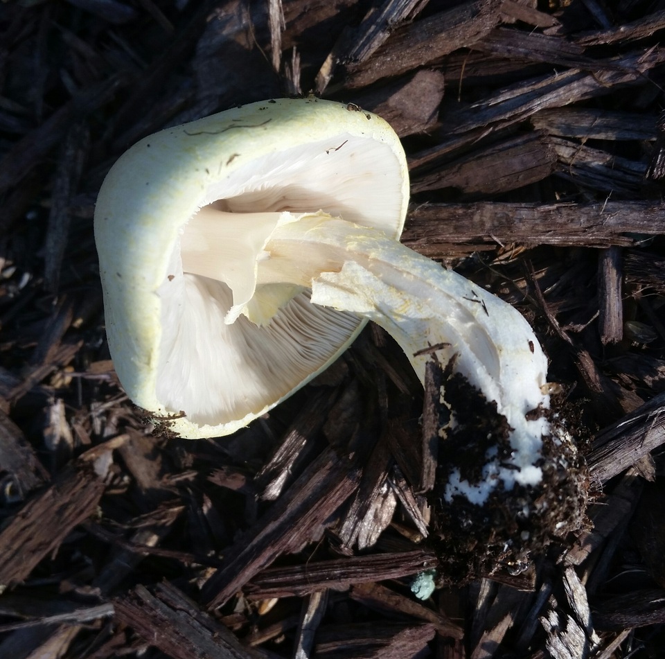 Agaricus auricolor image