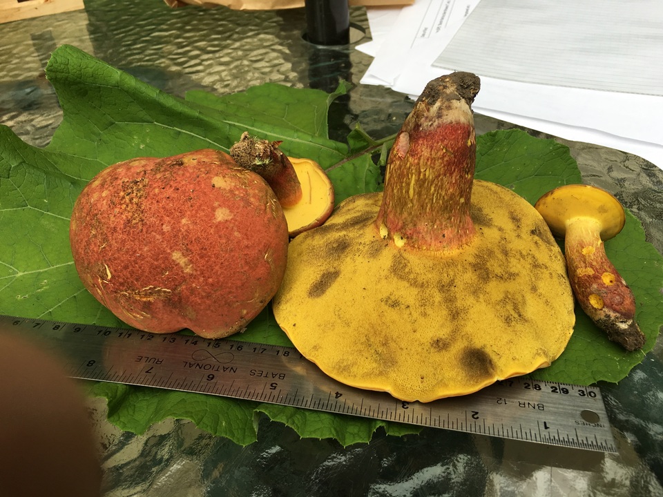 Baorangia bicolor image