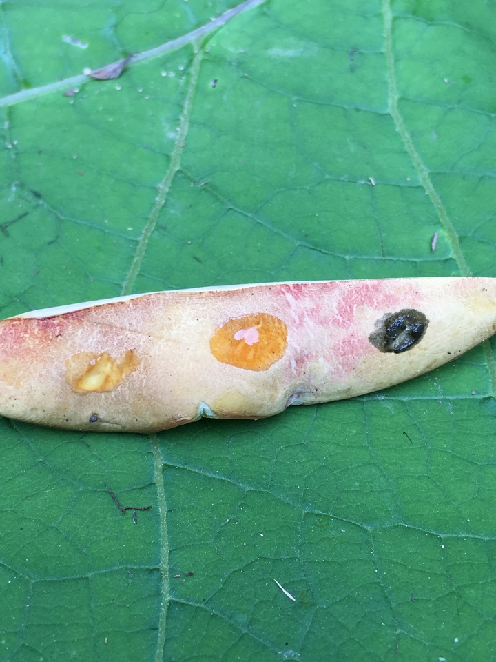 Baorangia image