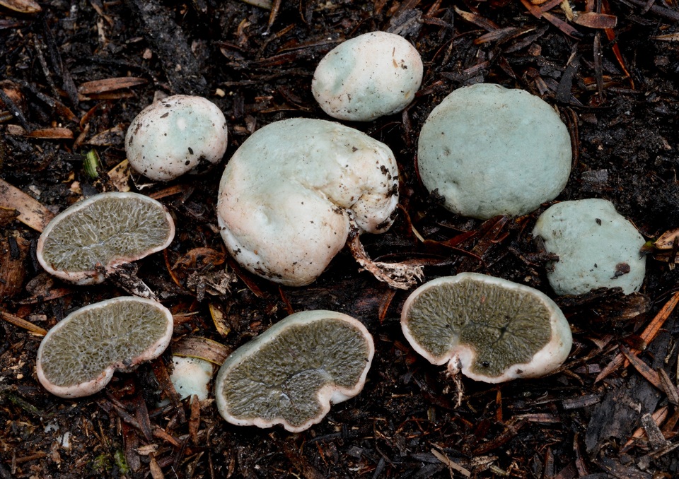 Hysterangium neotunicatum image