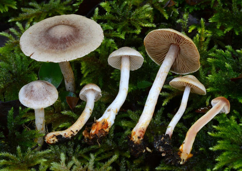 Cortinarius periclymenus image
