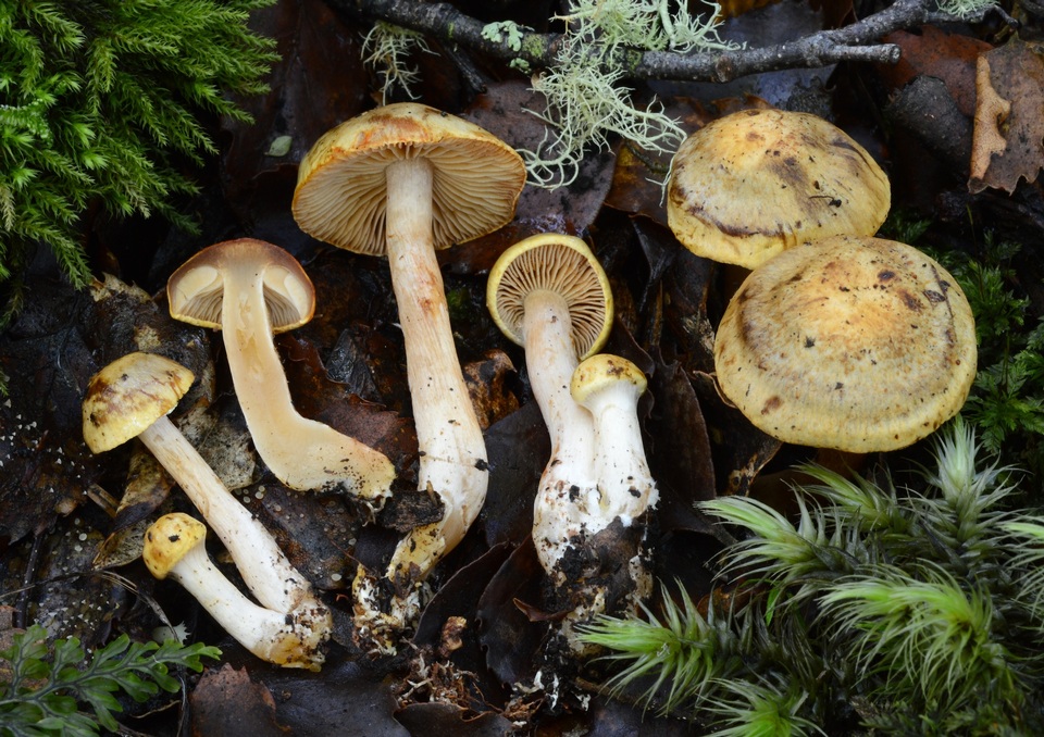 Cortinarius subgemmeus image