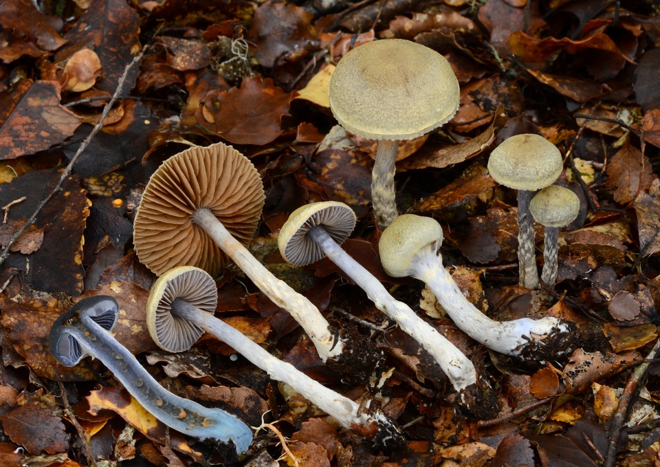 Cortinarius suecicolor image