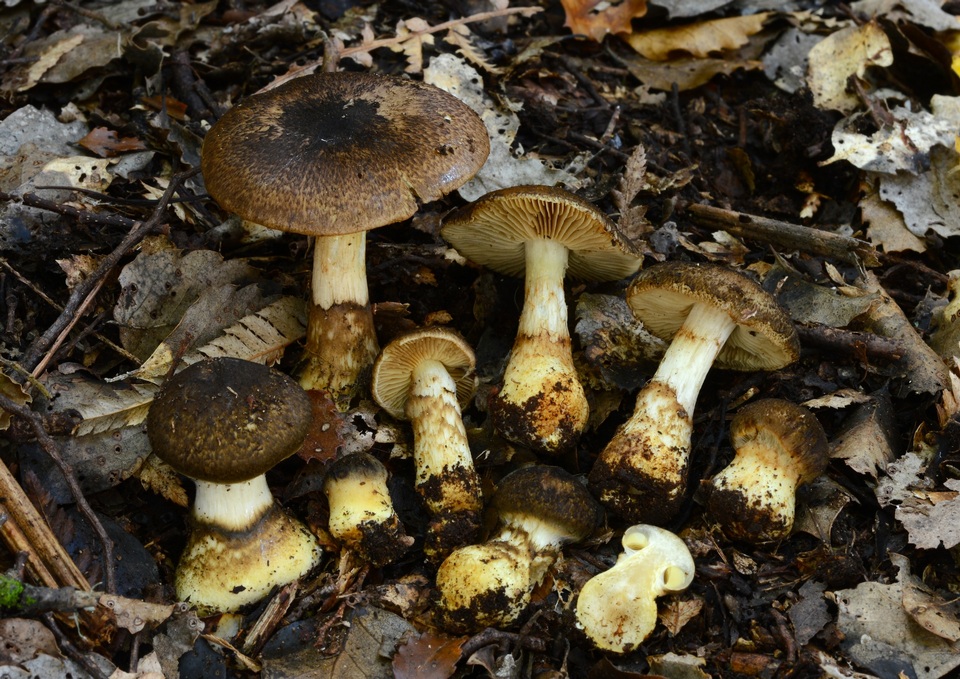 Cortinarius ophryx image