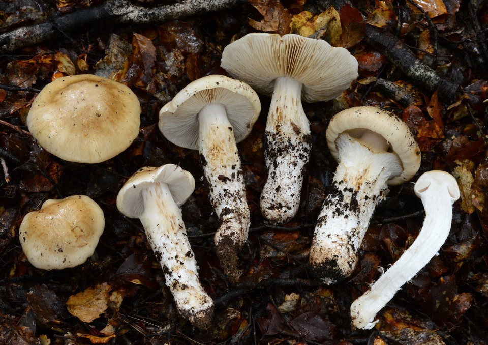 Cortinarius alboaggregatus image