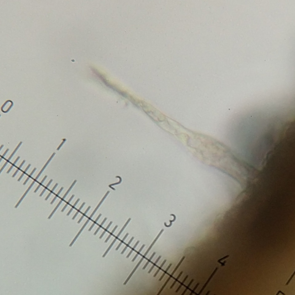 Tylopilus neofelleus image