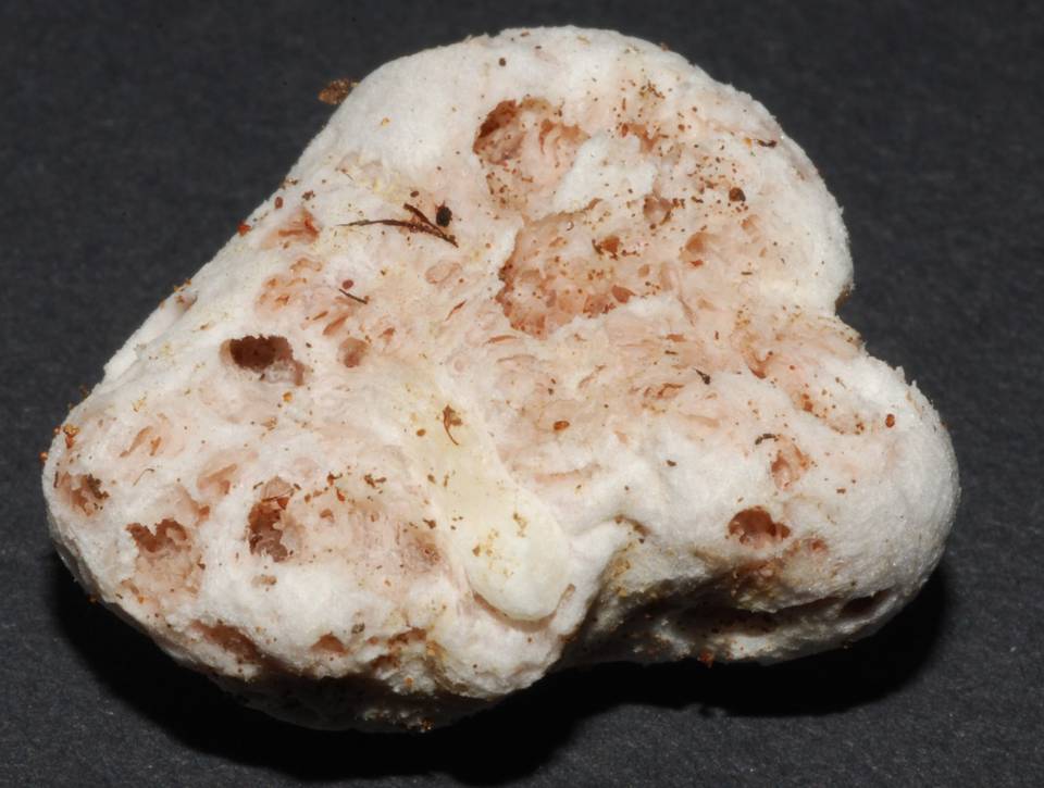 Entoloma gasteromycetoides image