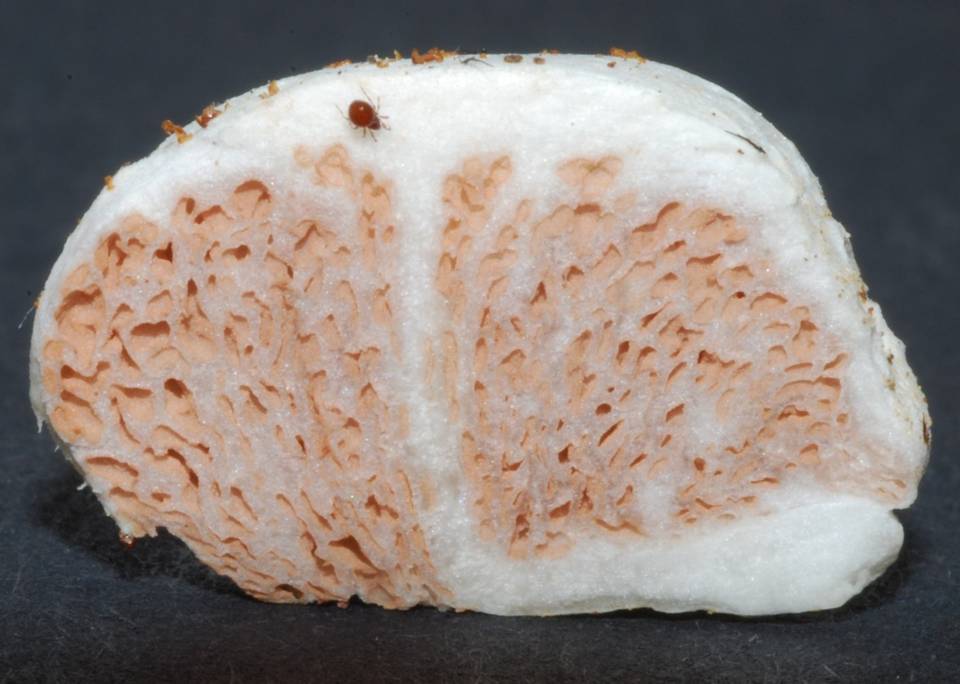 Entoloma gasteromycetoides image
