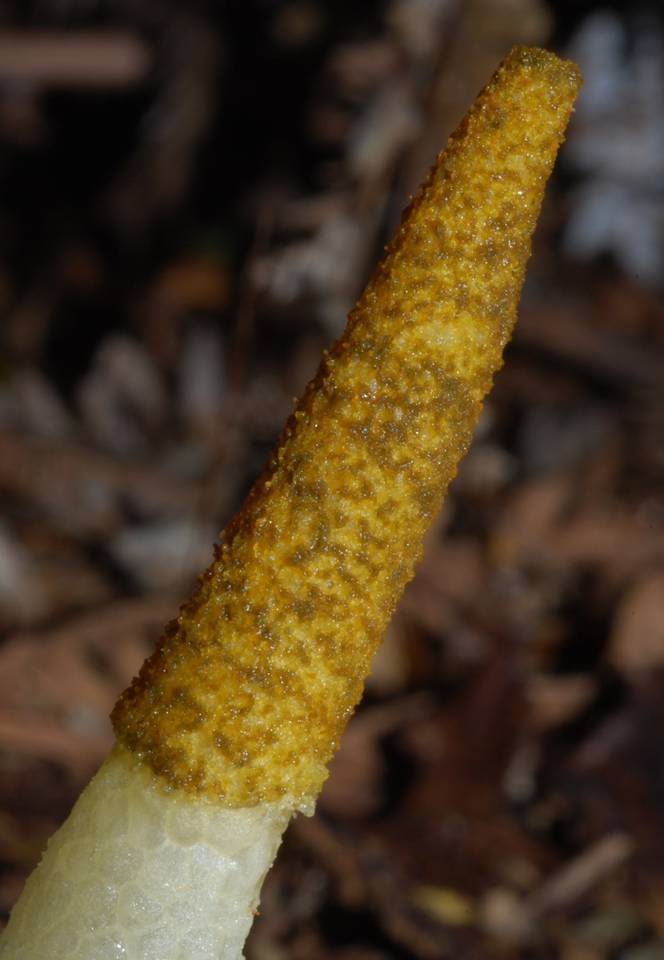Mutinus borneensis image
