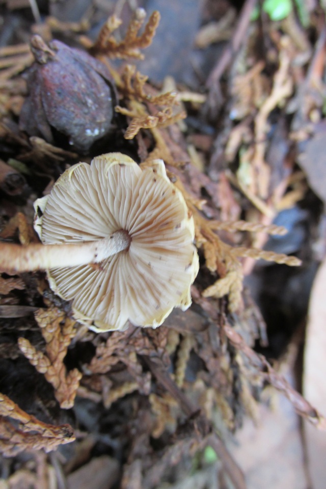 Xanthagaricus luteolosporus image