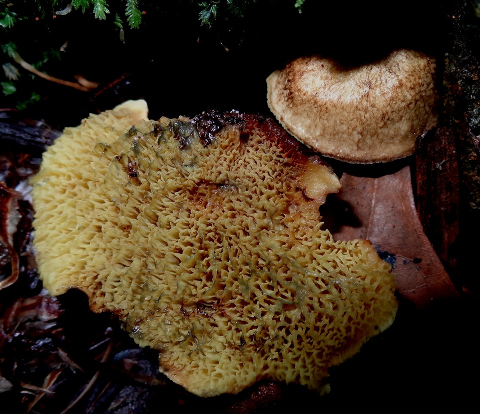 Boletinellus exiguus image