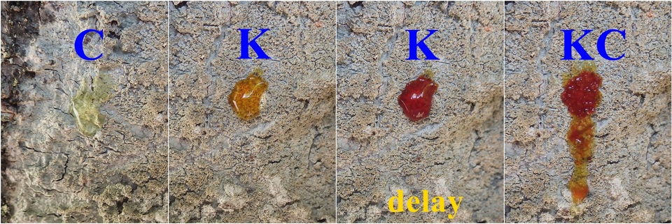 Buellia griseovirens image