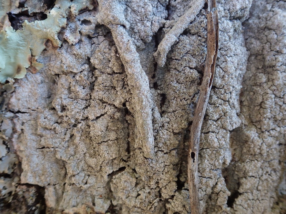 Buellia griseovirens image