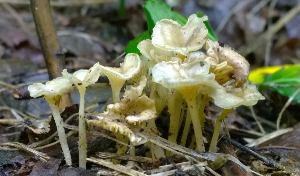 Gerronema subclavatum image