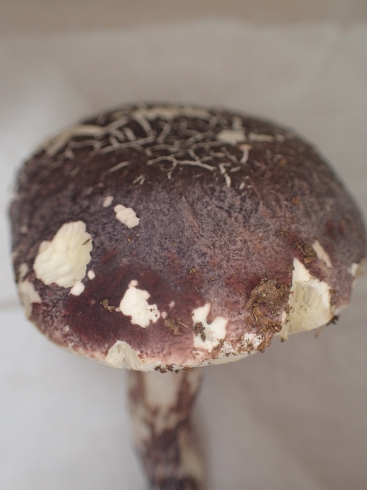 Boletus violaceofuscus image