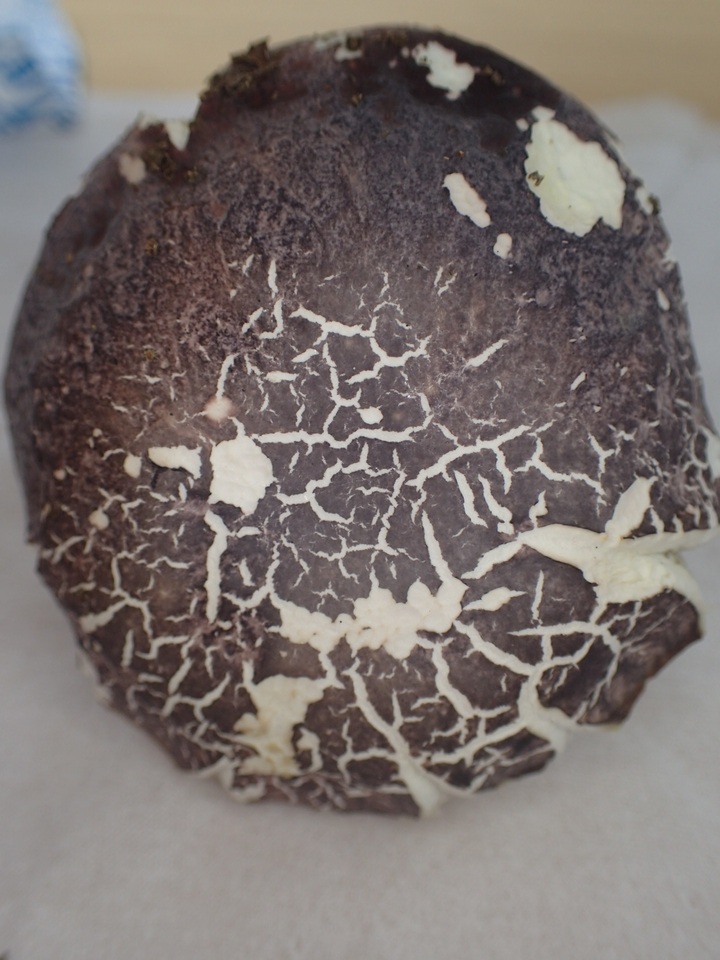 Boletus violaceofuscus image