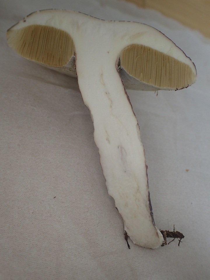 Boletus violaceofuscus image