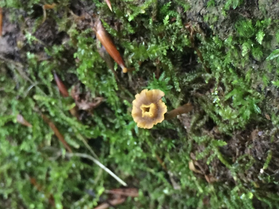 Craterellus olivaceus image