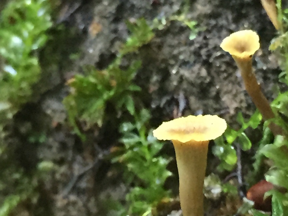 Craterellus olivaceus image