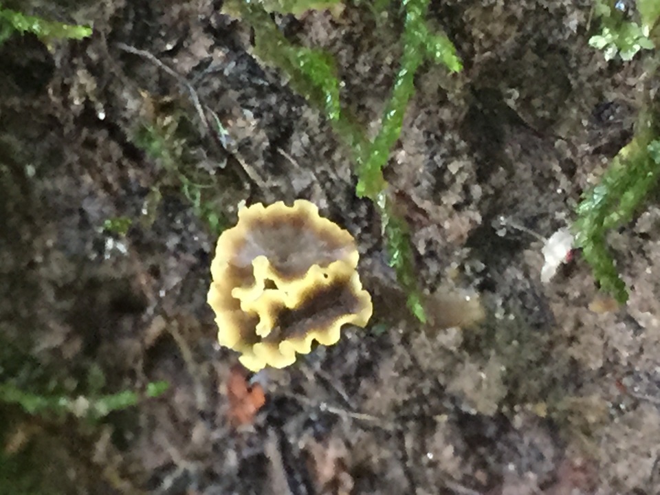 Craterellus olivaceus image
