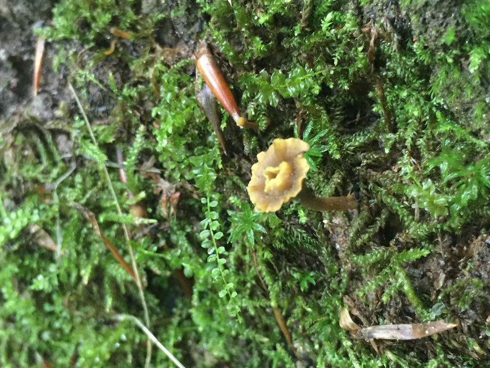 Craterellus olivaceus image