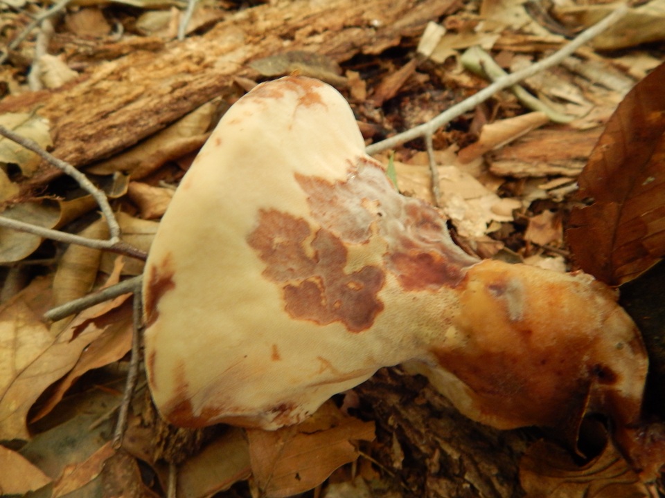 Laetiporus persicinus image