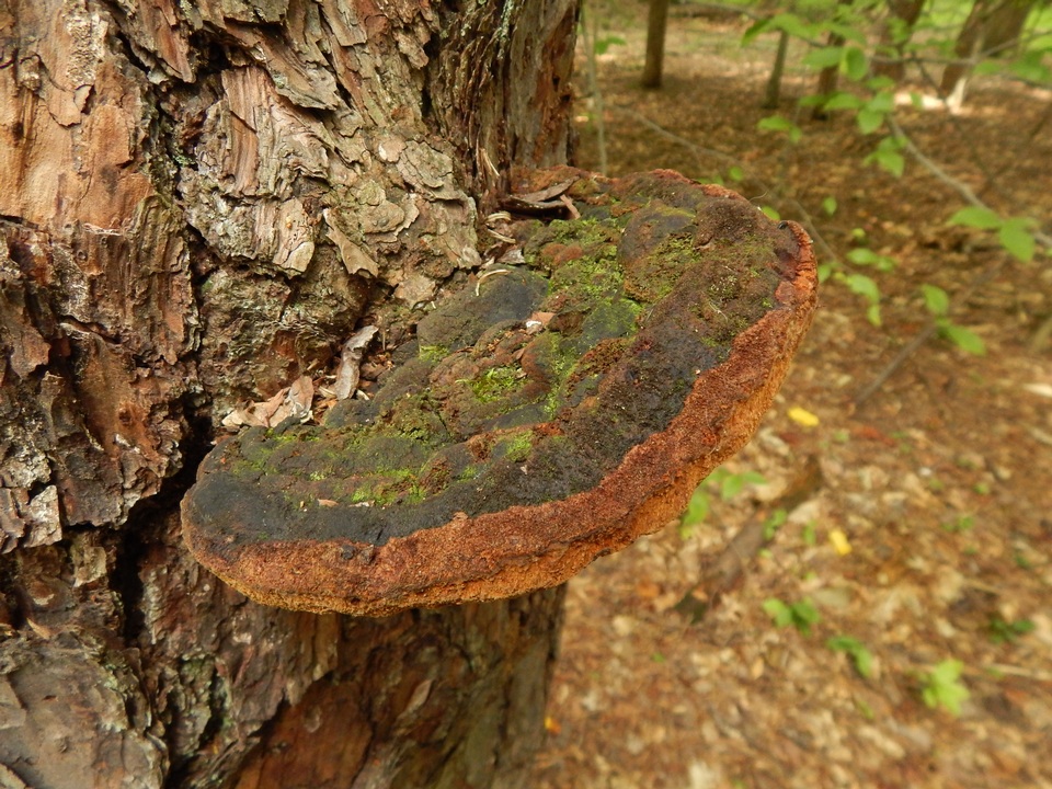 Phellinus piceinus image