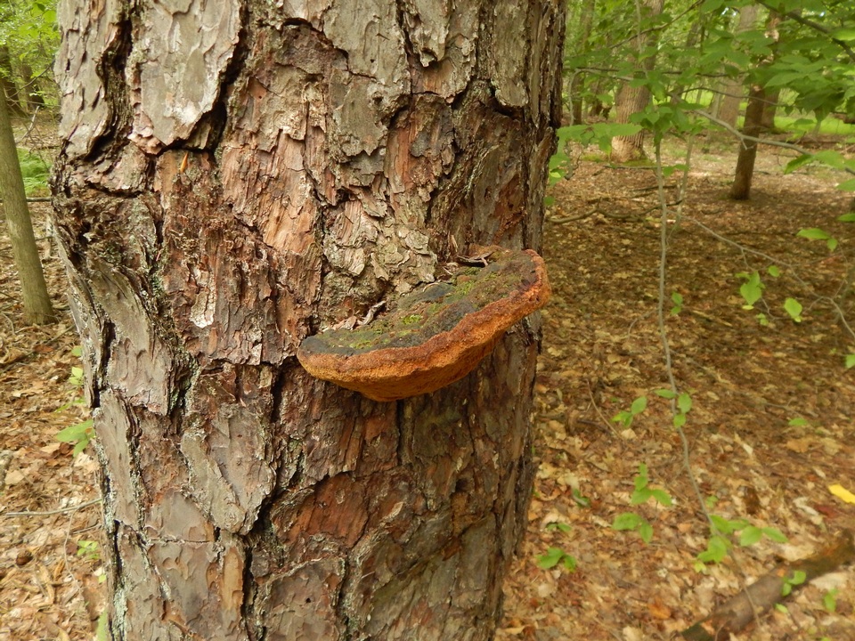 Phellinus piceinus image