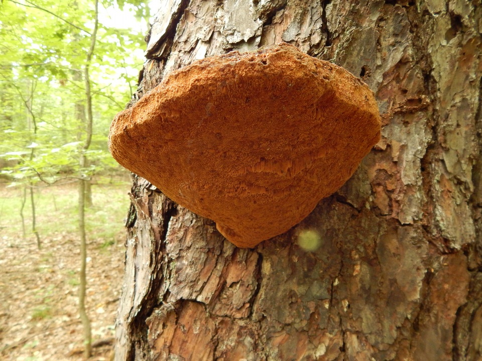 Phellinus piceinus image