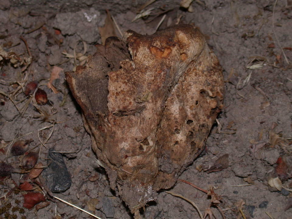 Scleroderma laeve image