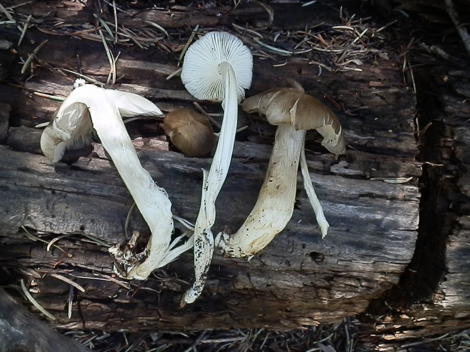 Megacollybia fallax image