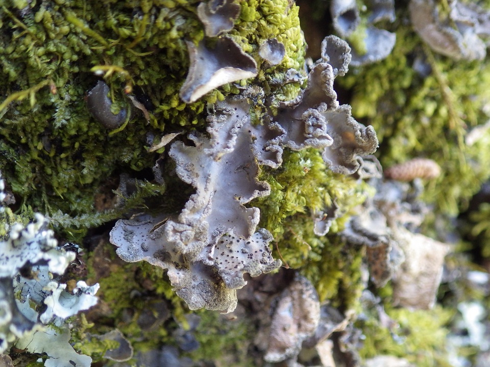 Abrothallus welwitschii image