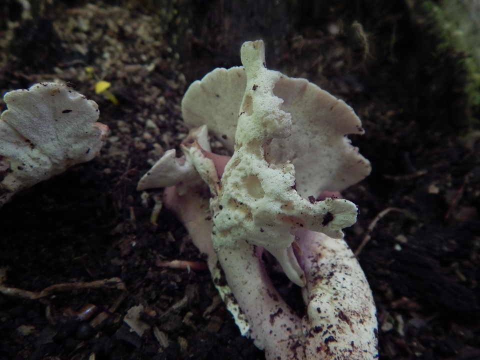 Pseudofistulina radicata image