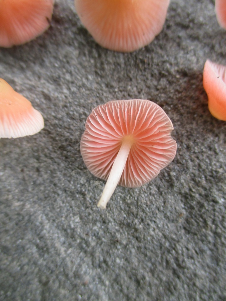 Mycena subincarnata image