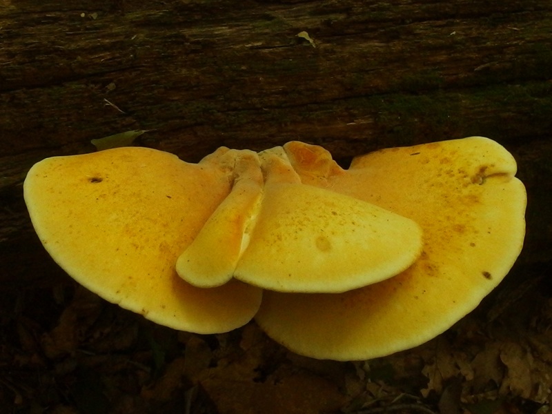 Piptoporus quercinus image
