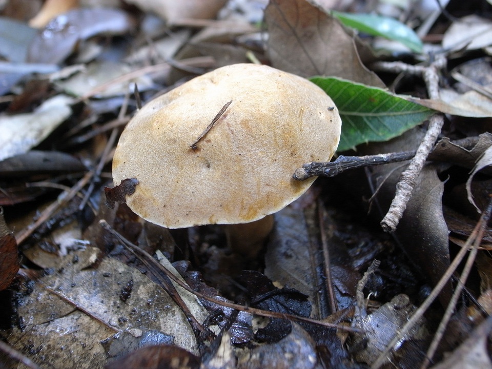 Gyroporus longicystidiatus image