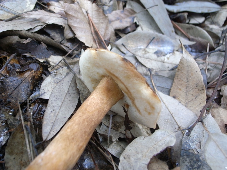 Gyroporus longicystidiatus image