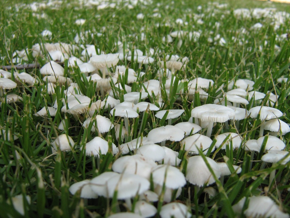 Termitomyces microcarpus image