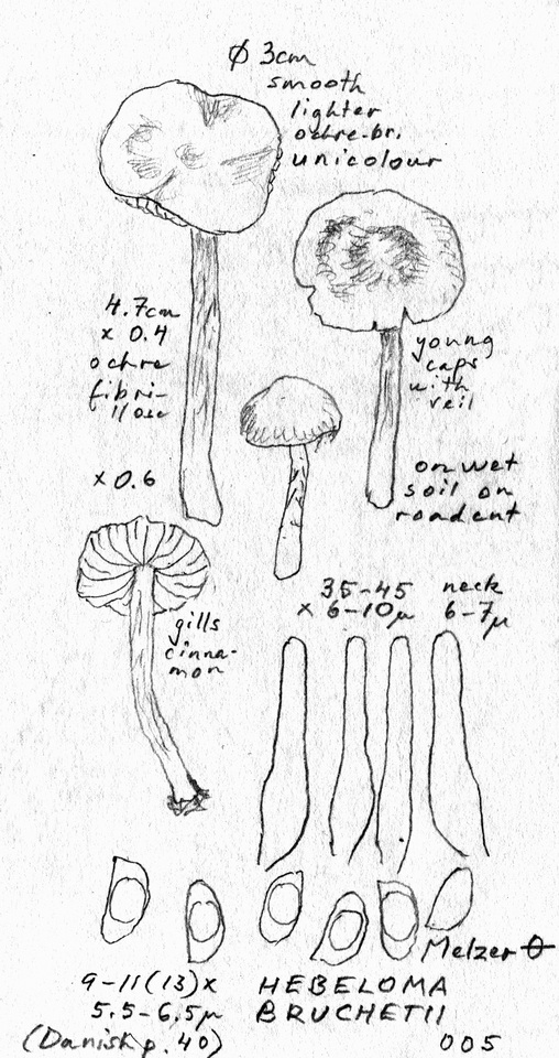 Hebeloma bruchetii image