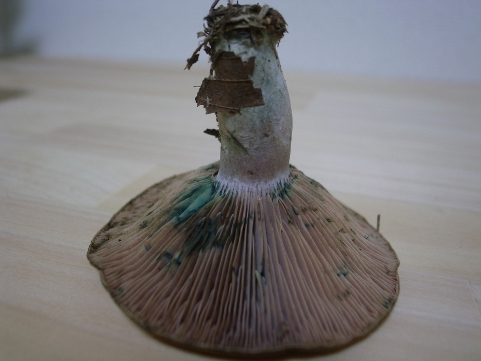 Lactarius hatsudake image