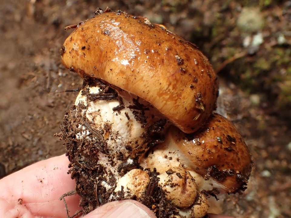 Cortinarius latus var. brevisporus image