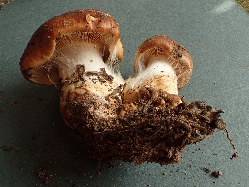 Cortinarius latus image