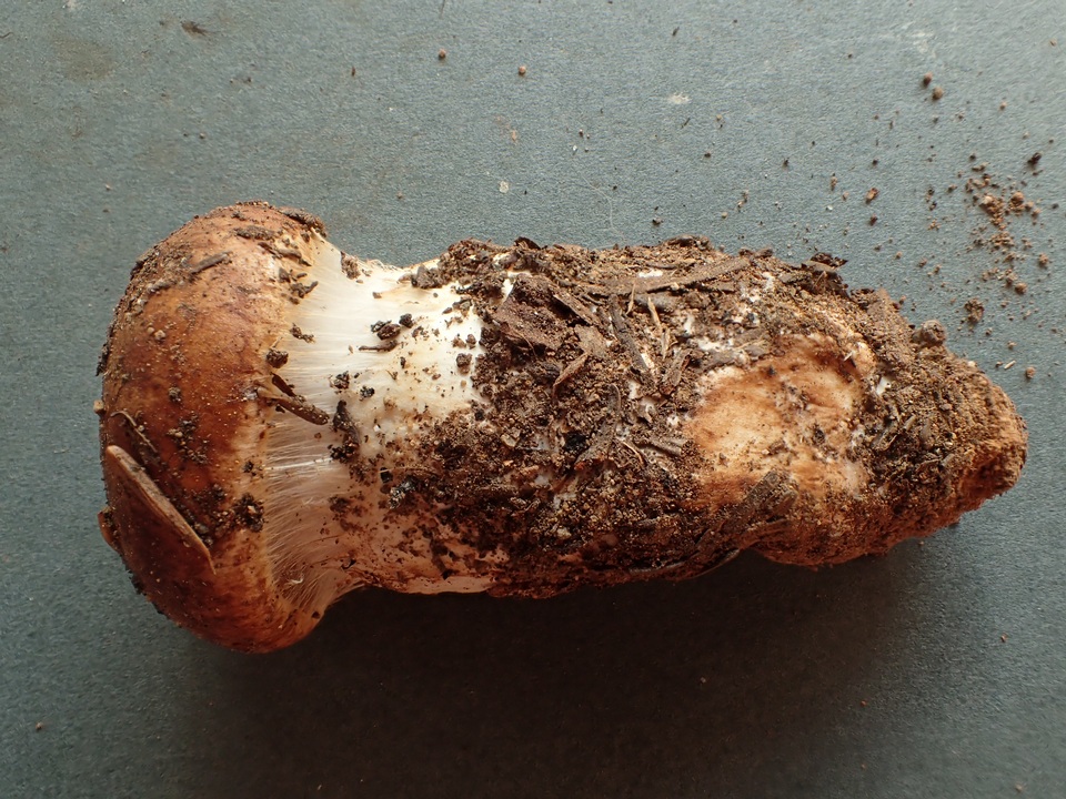 Cortinarius latus image