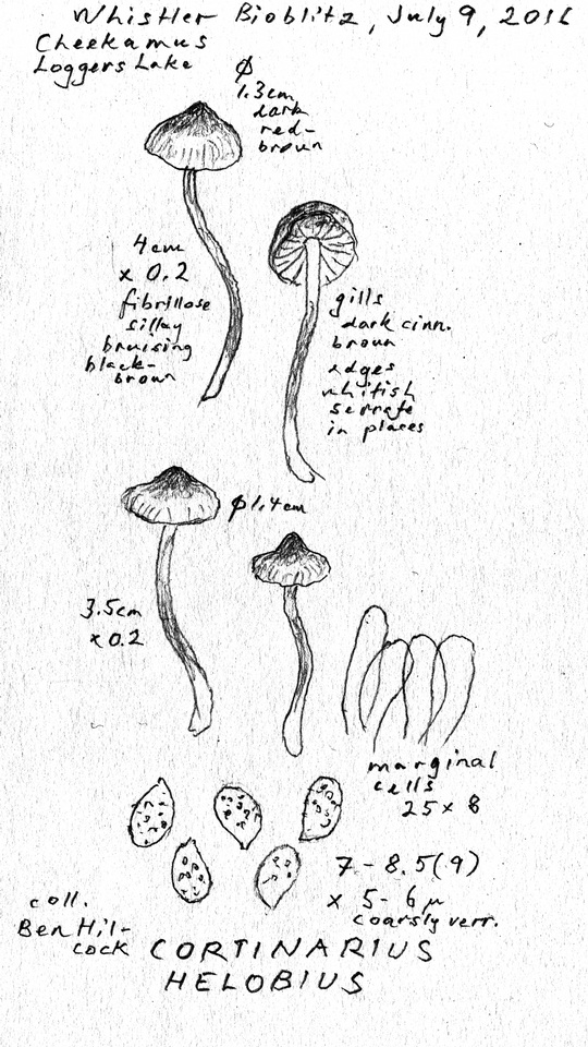 Cortinarius helobius image