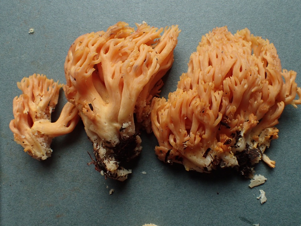 Ramaria flavigelatinosa var. megalospora image
