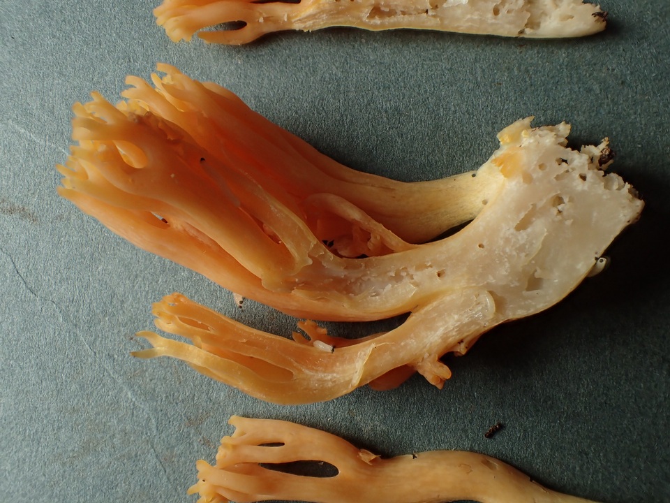 Ramaria flavigelatinosa var. megalospora image
